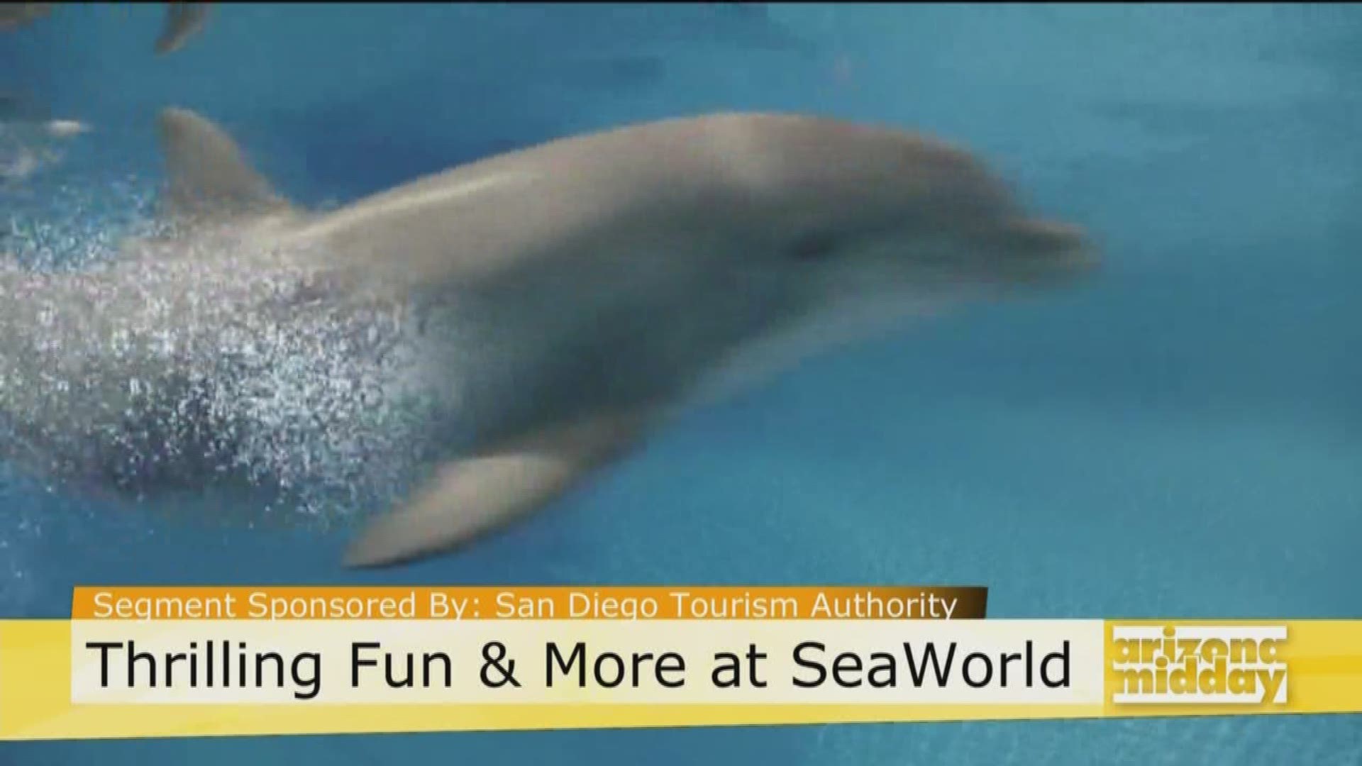 From sea animals to roller coasters, Tim Roberts with SeaWorld San Diego tells us about all the fun things to do at the amusement park.