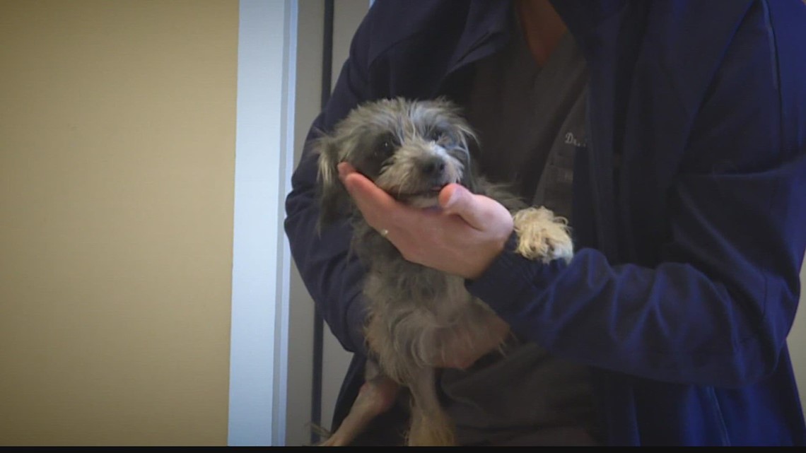 Arizona animal shelter asking for help after saving dog hit by car