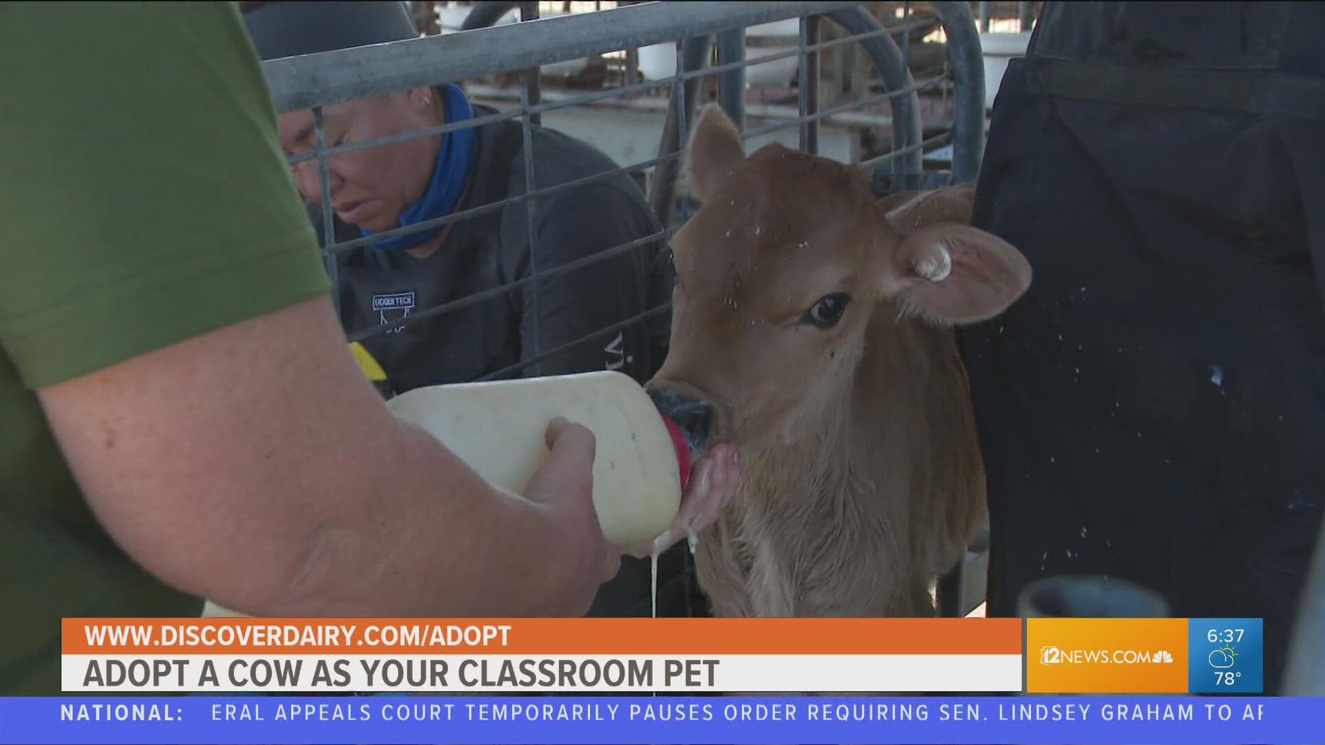 Did you know you can adopt a cow as a classroom pet? Emily Pritchard shows us how to join the program at Stotz Dairy in Arizona.