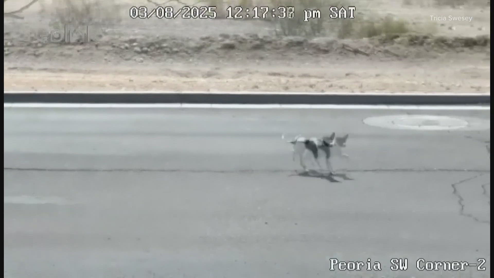 Dog dumping video ignites outrage | 12news.com