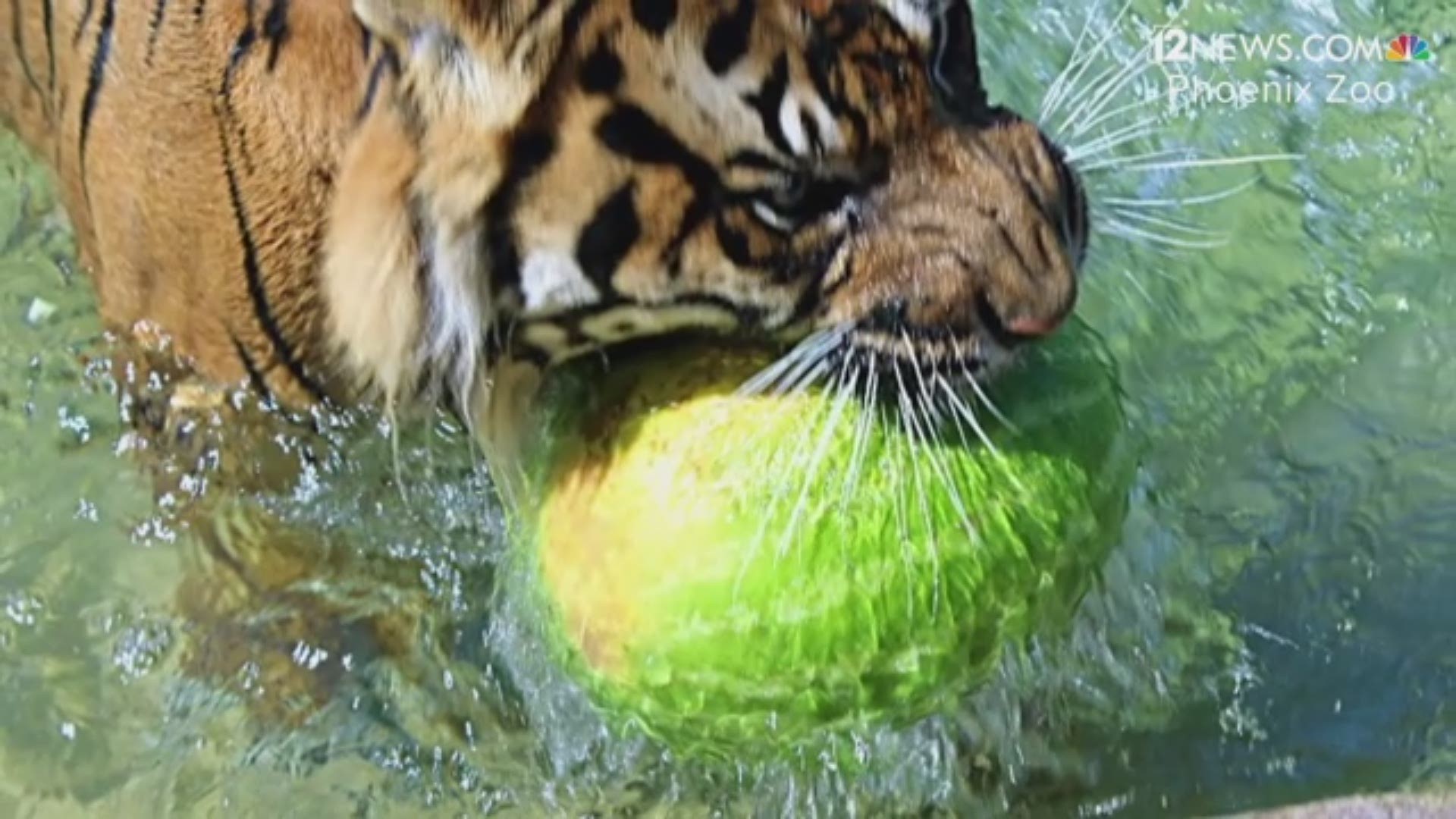 Phoenix Zoo animals celebrate National Watermelon Day 