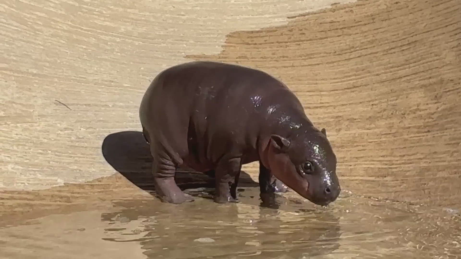 Meet 'Jellybean,' Arizona's new pygmy hippo | 12news.com