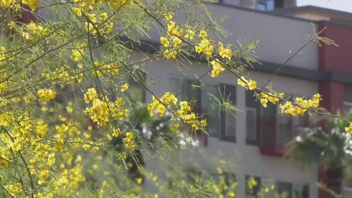 With earlier heat approaching in Arizona, do you have allergies or are you sick? Here's what to know.