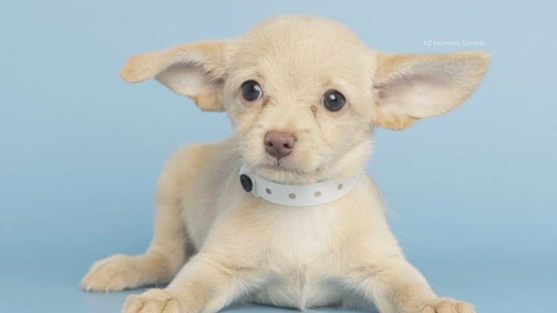 Arizona Humane Society pup represents State 48 in this year's Puppy Bowl