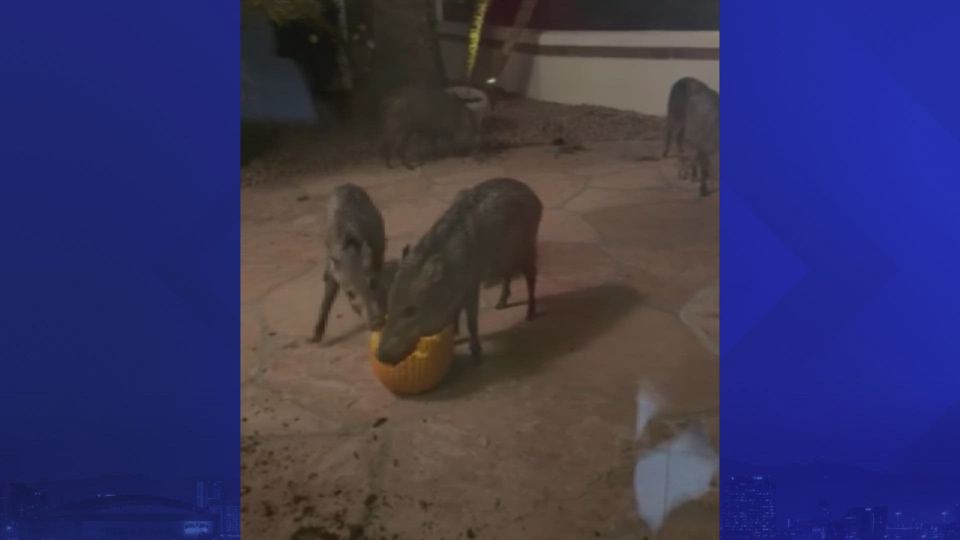 12News Anchor Mark Curtis was surprised when he walked out of his home to find a family of javelinas munching on his pumpkins.