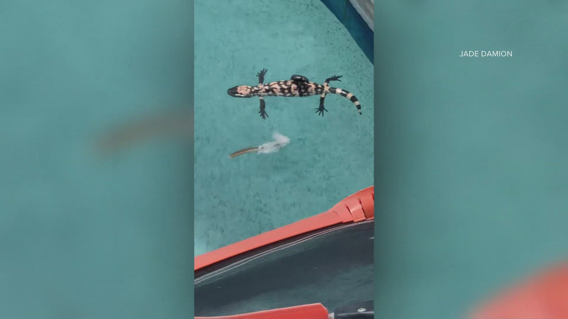 The unusual site was caught on camera and now its making waves online.