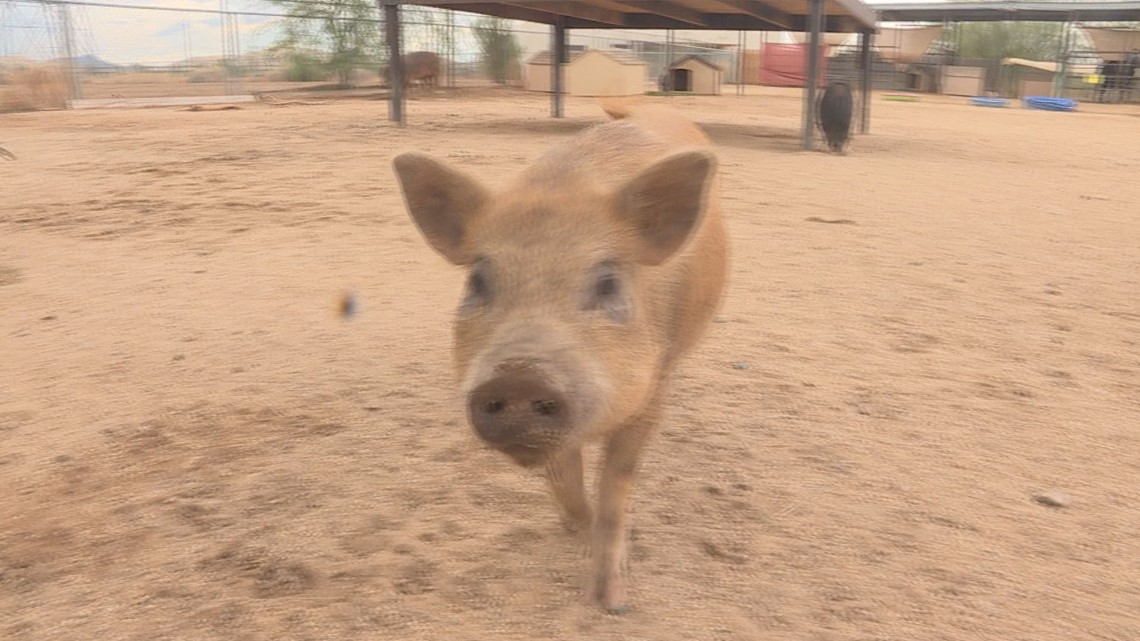 number-of-potbelly-pigs-in-phoenix-needing-homes-is-rising-12news