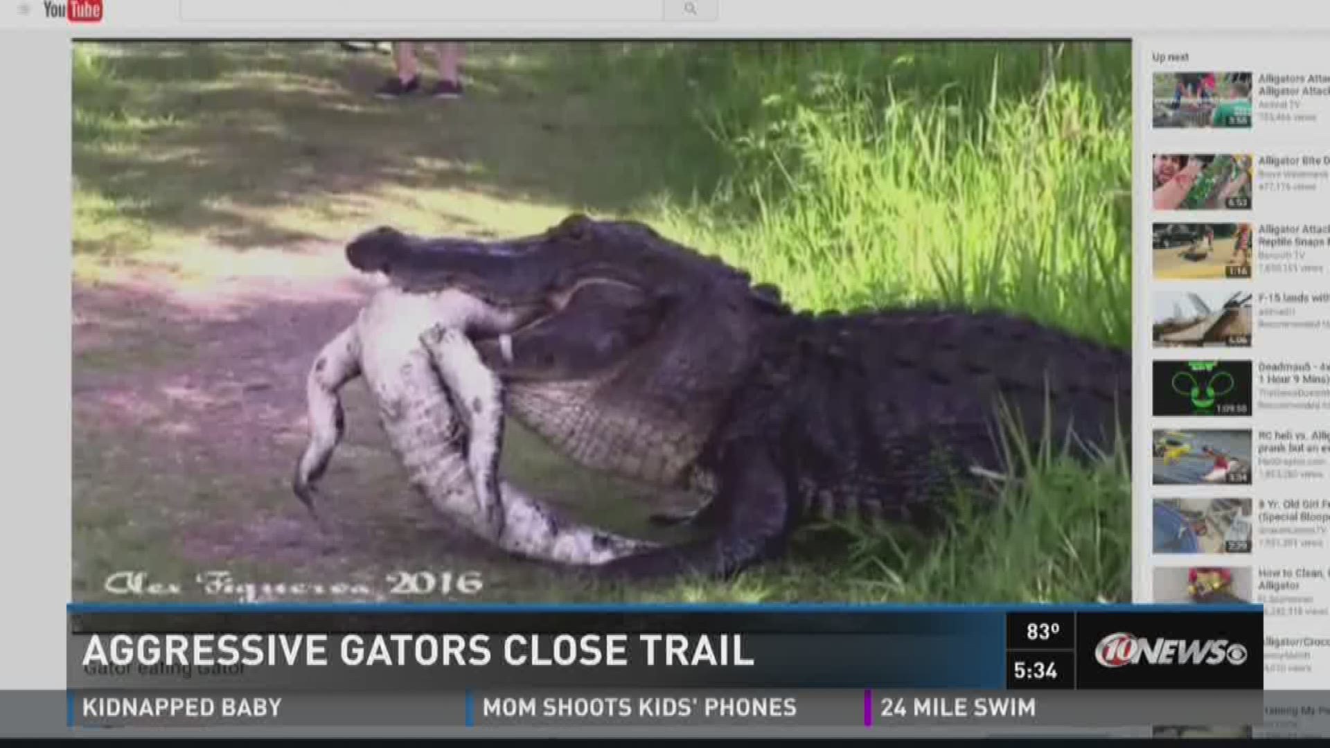 Another case of an alligator attacking a gator has led officials to close a Lakeland trail.