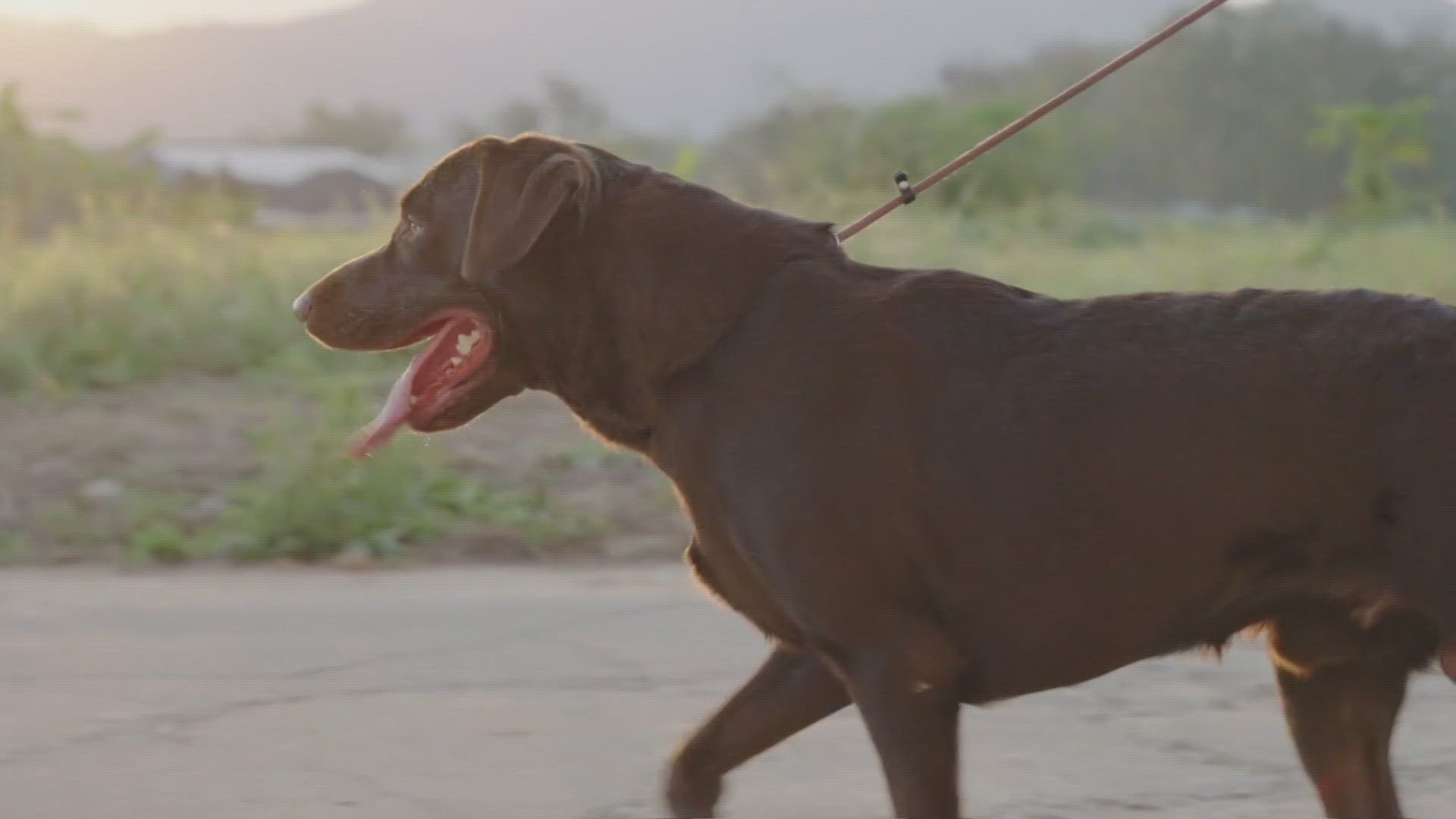 If the pavement is too hot for you to touch for more than 10 seconds, it's too hot for your pets.