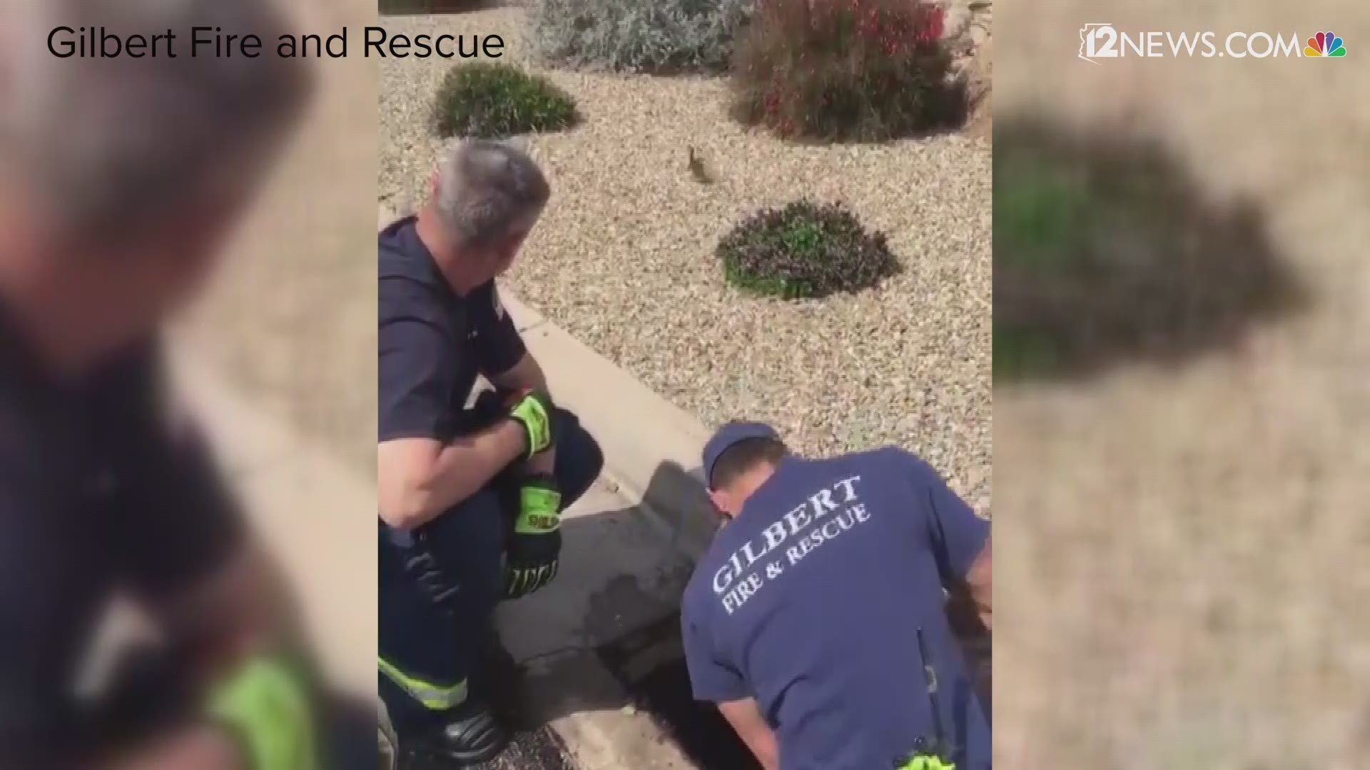 Need a smile? Gilbert firefighters rescued 6 ducklings that were trapped in a storm drain. Momma was definitely thankful for these firefighters!
