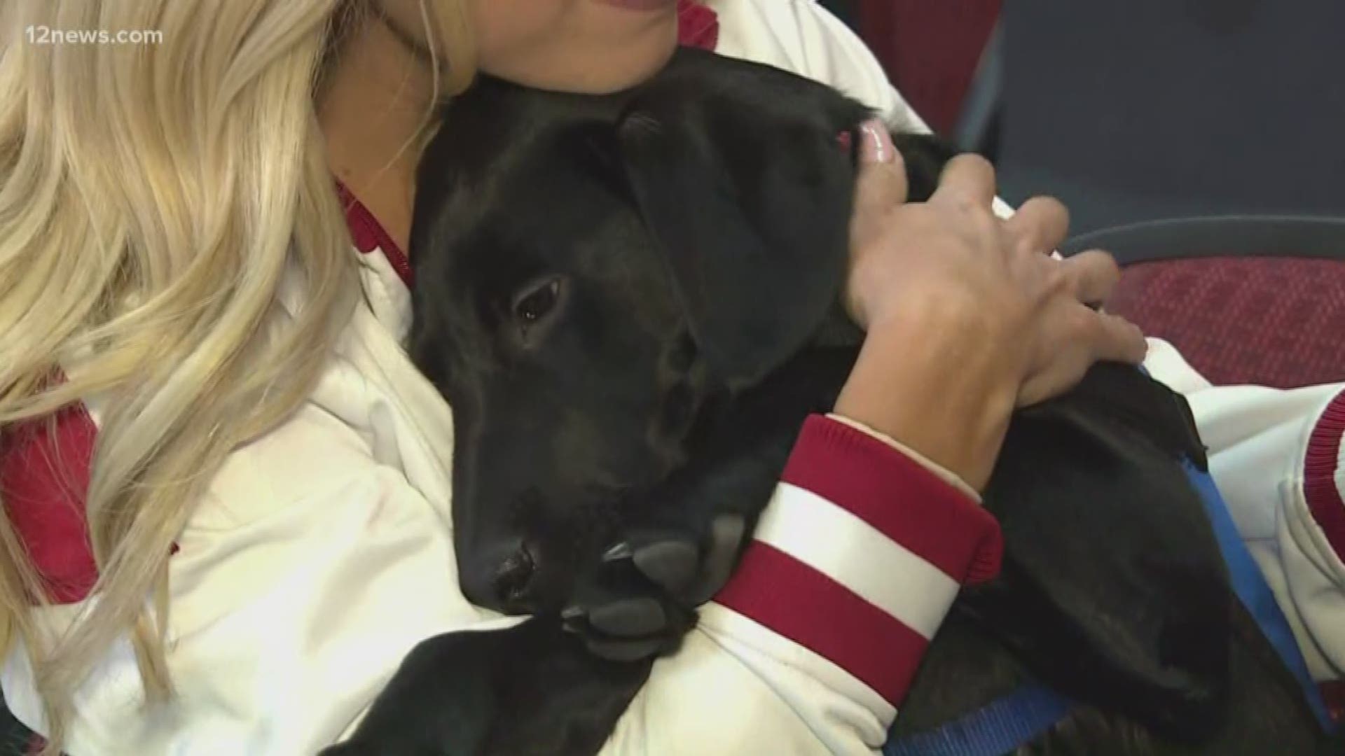 Your Arizona Coyotes are adding a new team member but the newest member is working hard off the ice. The Coyotes have adopted a service dog named, Luna, and they will be giving her to veteran in the Valley when she's ready o go to work.