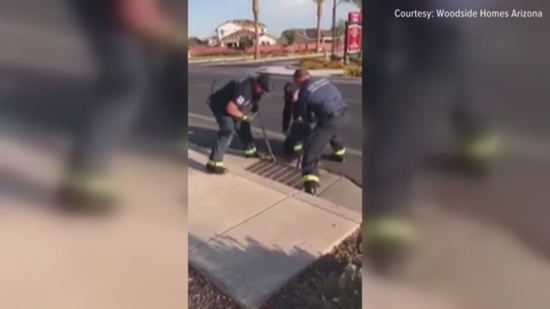 A Gilbert Fire and Rescue crew recently rescued a group of ducklings from a storm drain at the Bungalows at Cooley Station in Gilbert, Arizona. (Video: Woodside Homes Bungalows at Cooley Station)