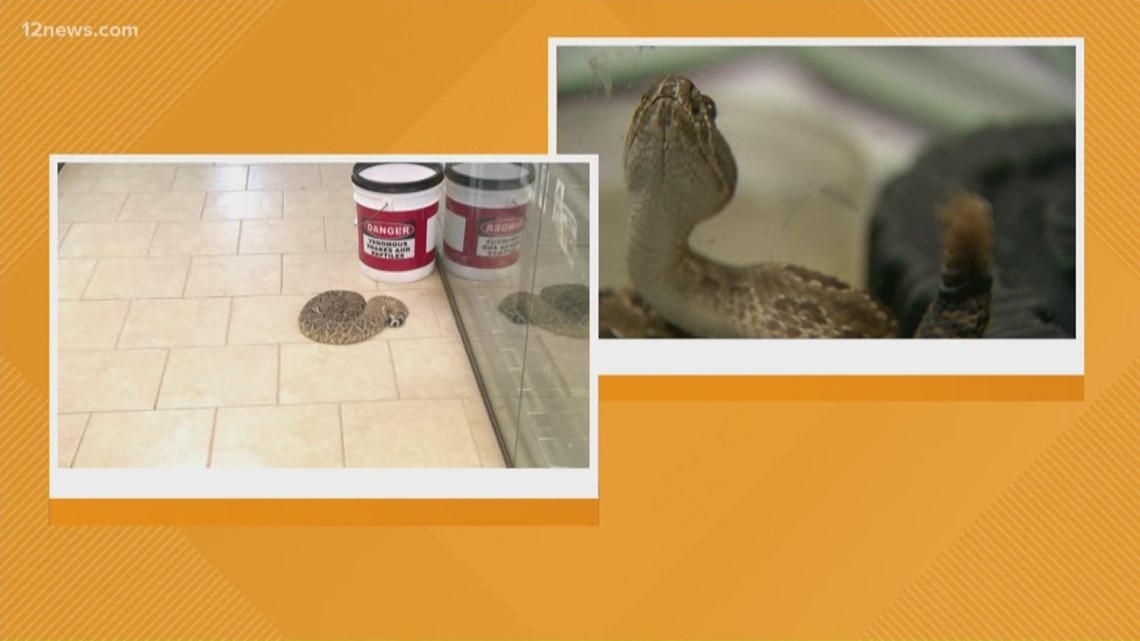 If you're bitten by a rattlesnake, here's what to do (and not do
