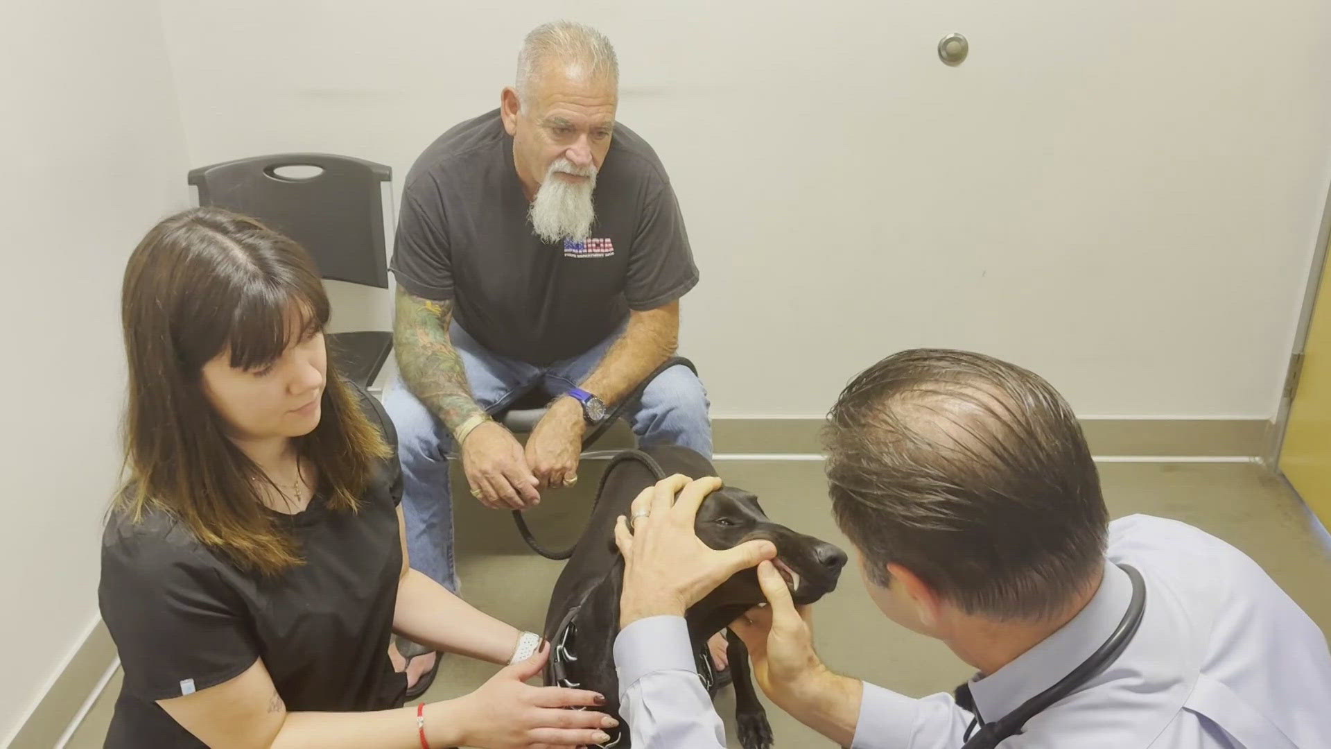 There is a wave of parvo cases, a disease deadly to dogs, hitting the Valley. Here's what you need to know.