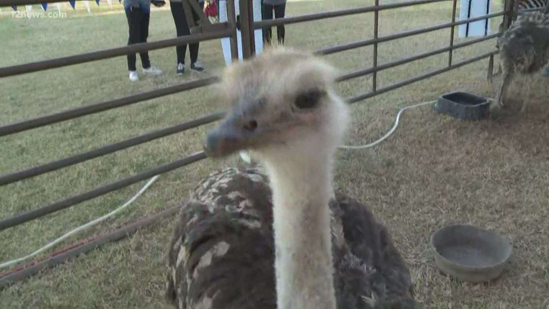 Tickets on sale for Ostrich Festival in Chandler