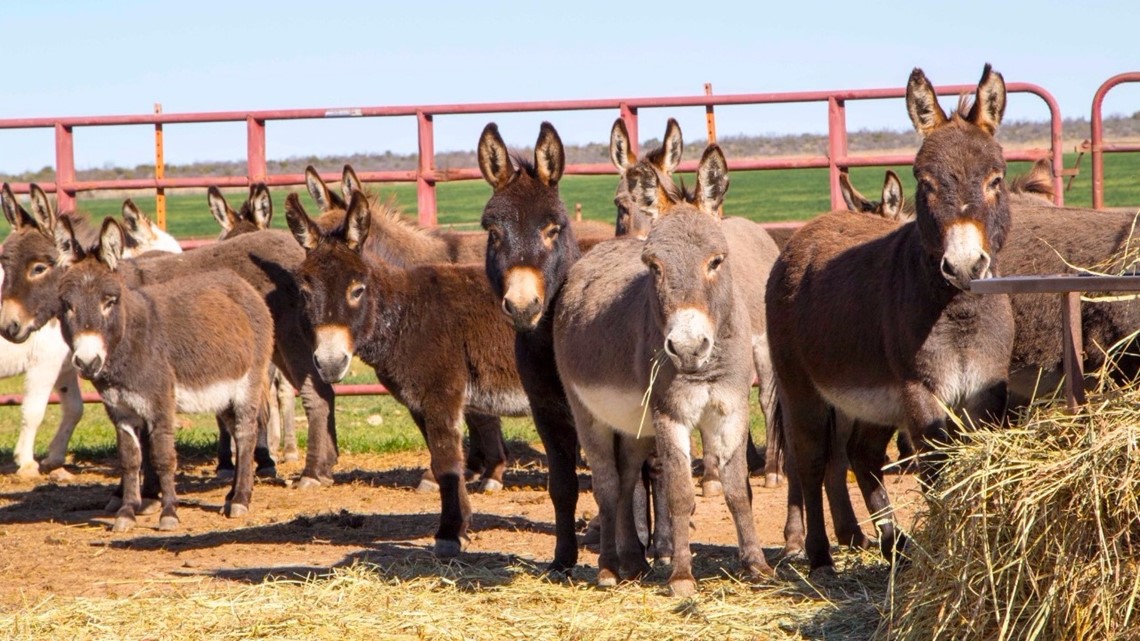 20 miniature donkeys need homes in Arizona