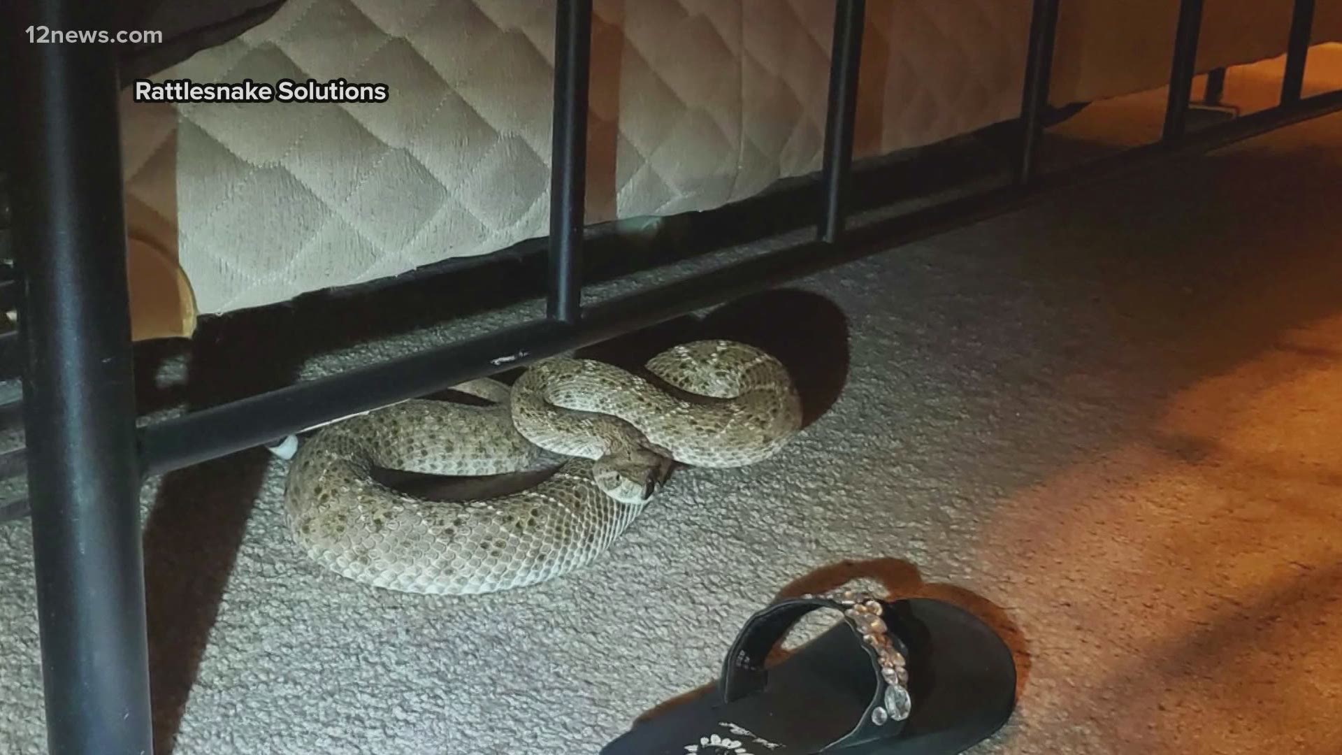 A Valley couple had the scare of a lifetime when they found a rattlesnake under their bed. A snake expert gives tips on how to stay safe during peak snake season.