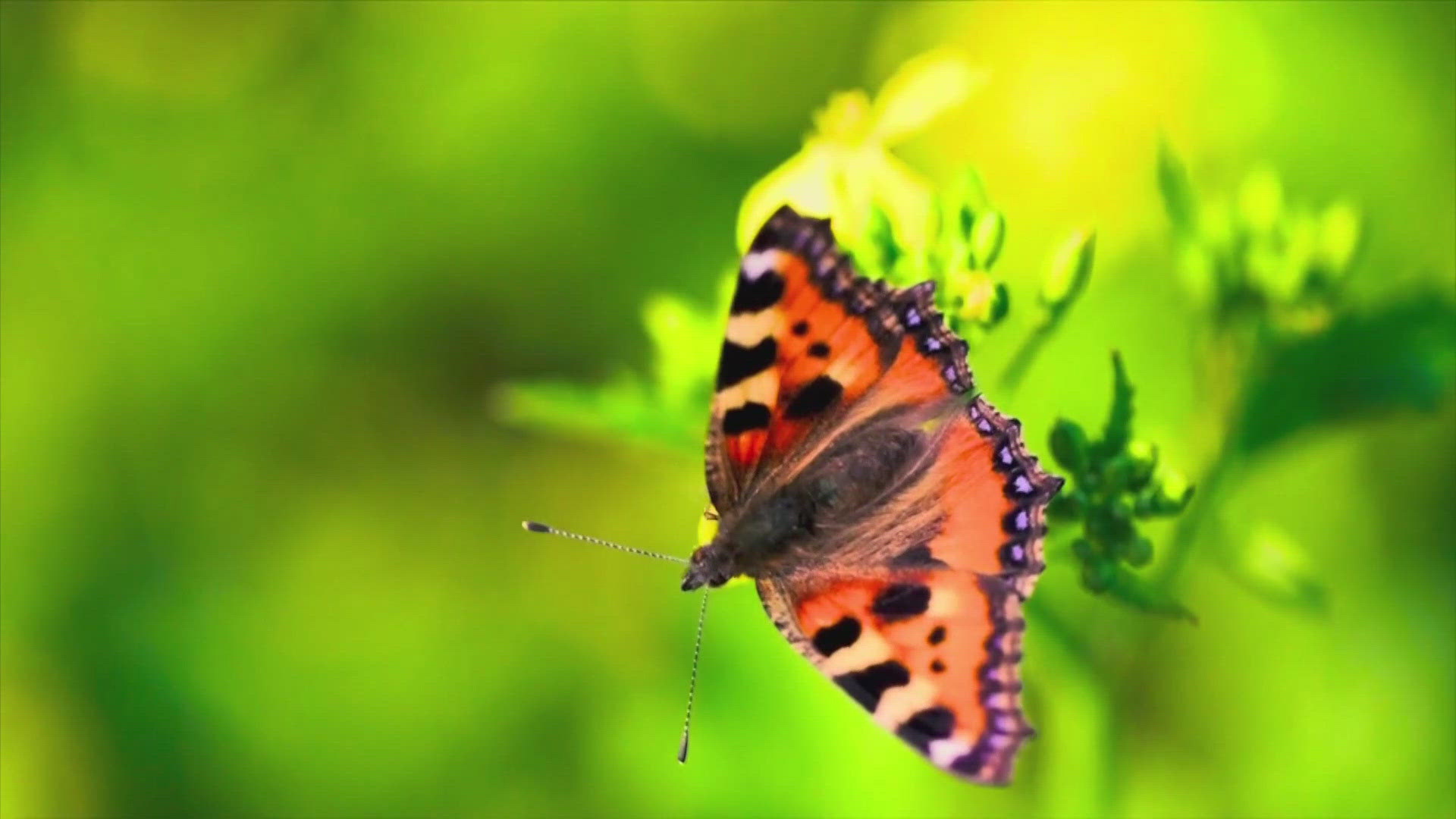 Over the past few decades, the Monarch population has greatly diminished, sparking major concerns about the health of our ecosystem.