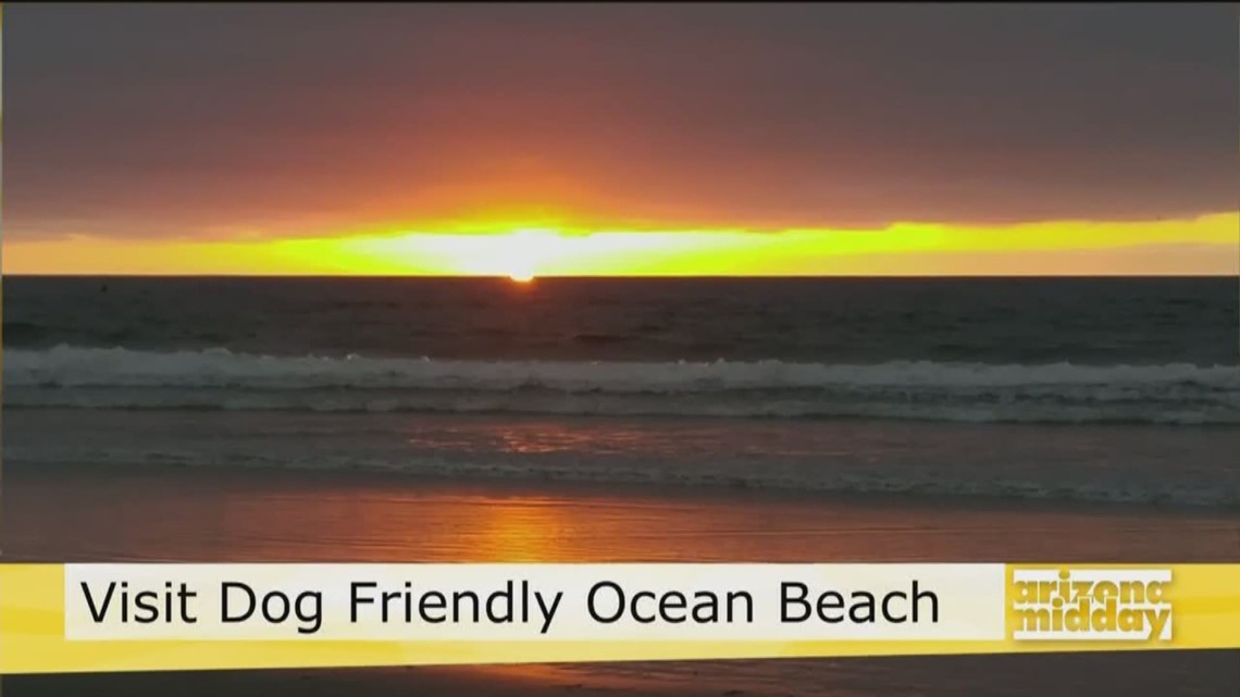 Bring Your Dog To Ocean Beach 12news