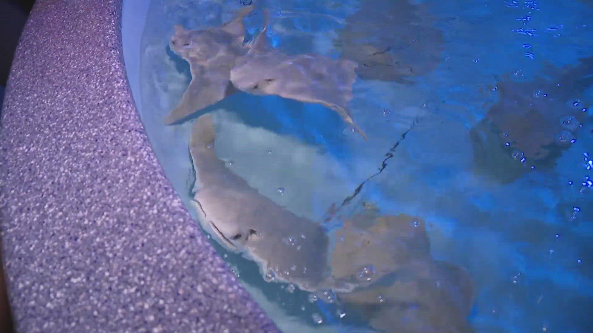 12News and Wildlife World Zoo are partnering to provide free admission for one-thousand active military members and their families
