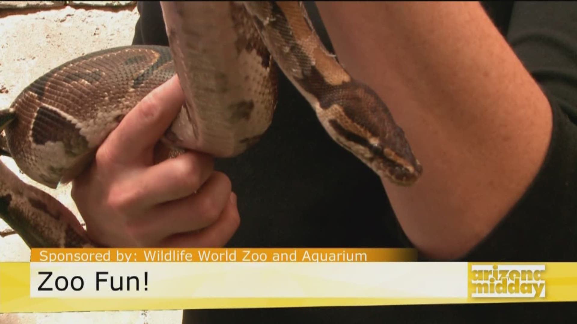 Kristy Morcom from the Wildlife World Zoo and Aquarium brought a python to visit today.