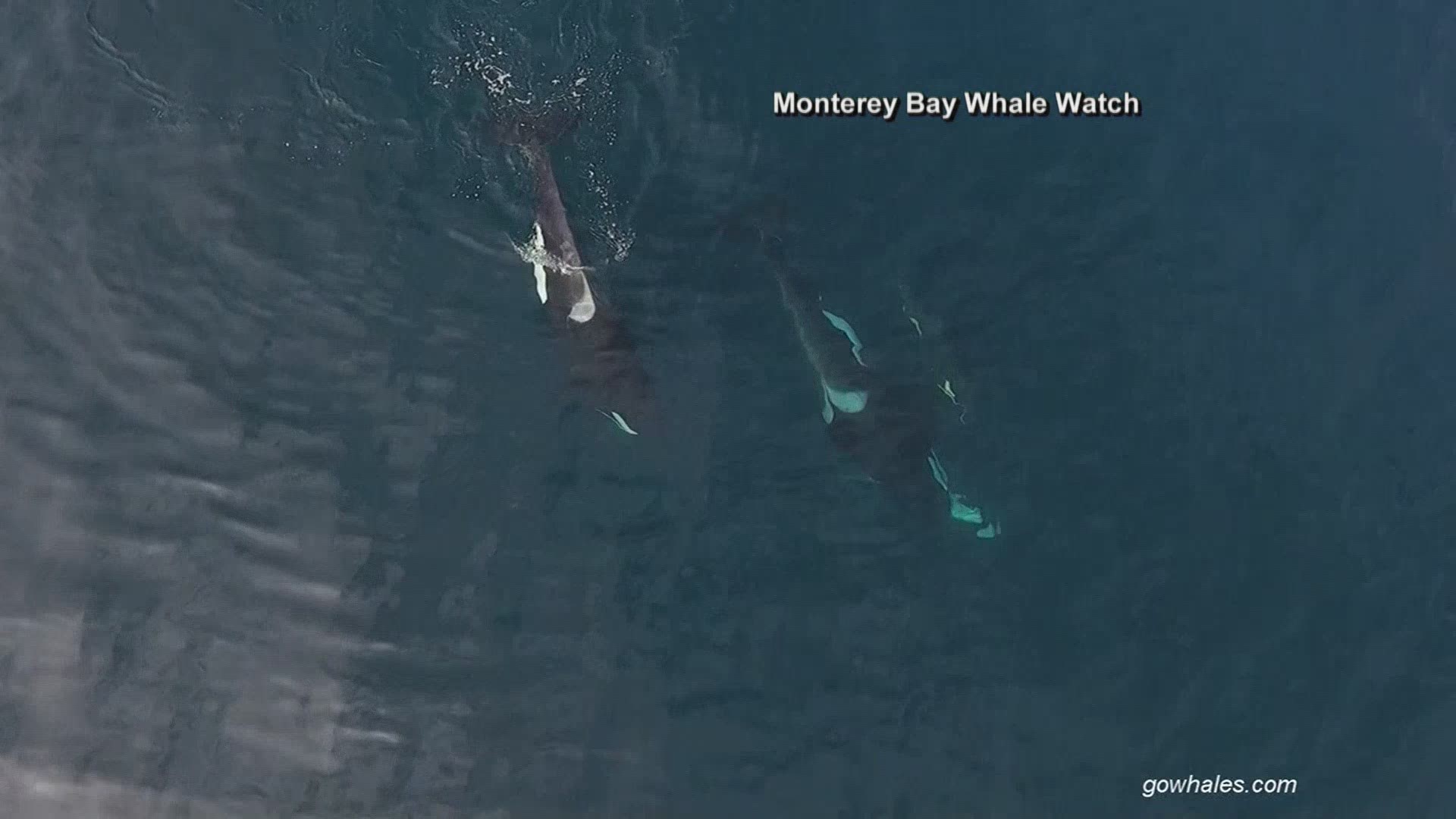 Whoa! Drone captures 25 killer whales feeding on sevengill shark