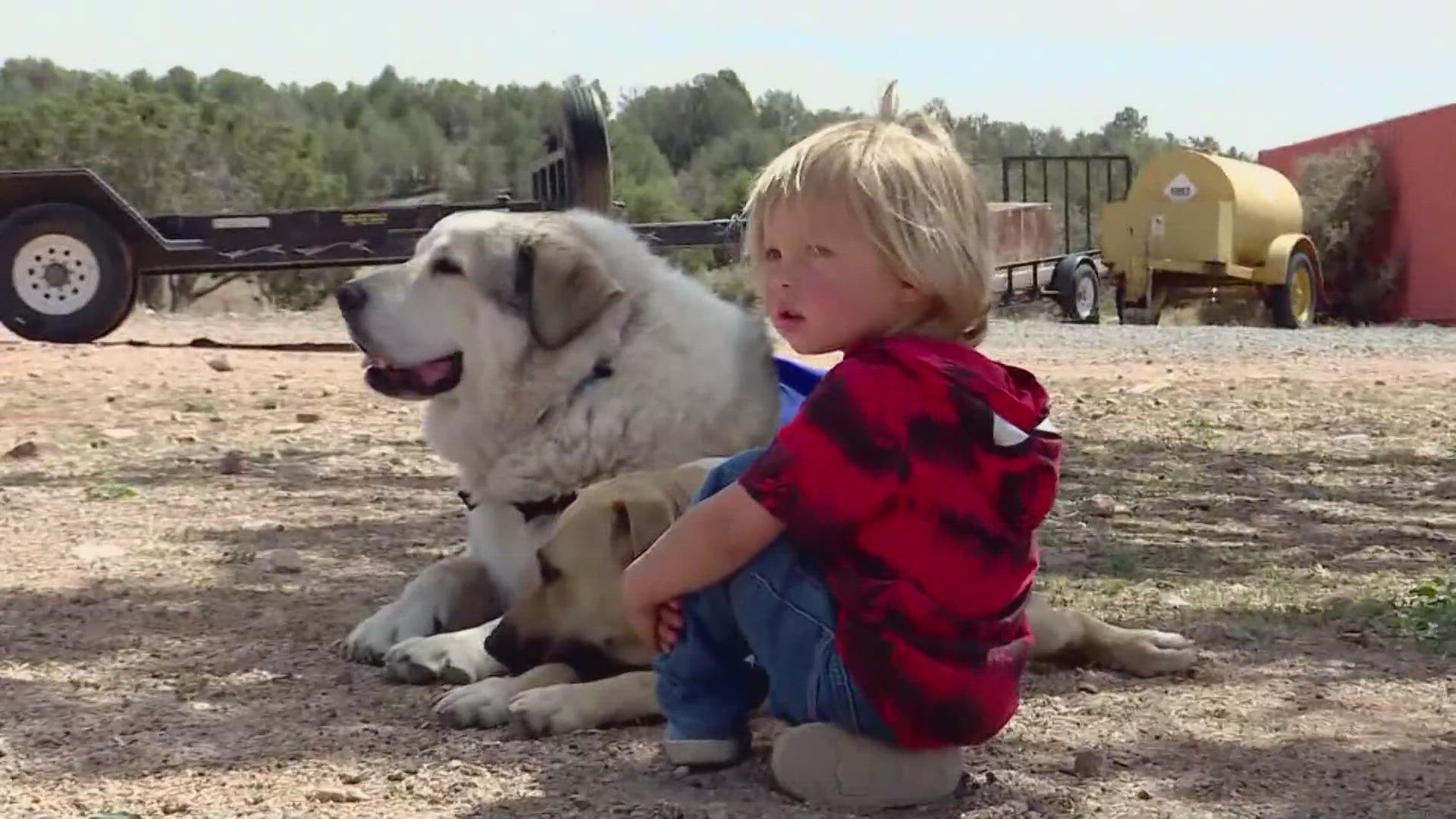 Toddler who wandered 7 miles in the wilderness reunited with dog that found  him