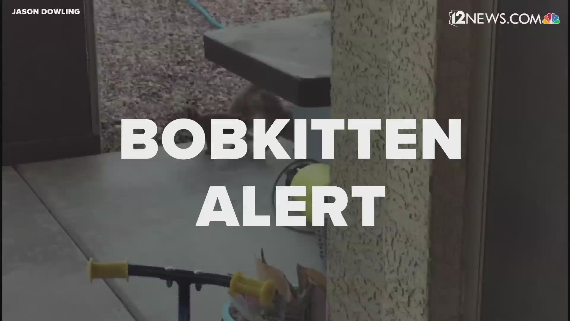 Jason Dowling captured video of a bobcat and her bobkittens playing in his Cave Creek, Arizona, yard.