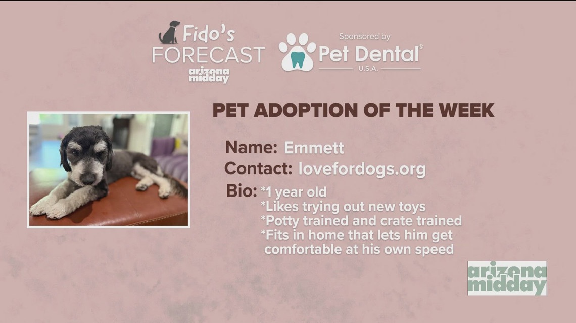 Sponsored Emmett is our Pet Dental USA’s Pet of the Week