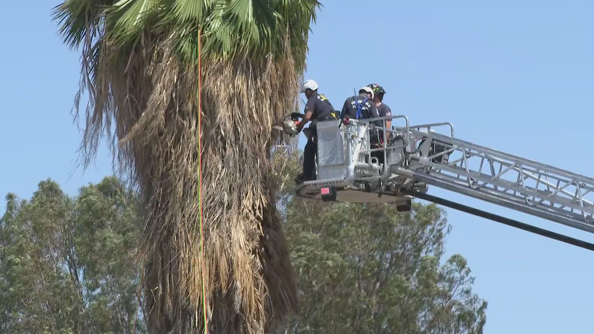 Tree trimmer pulled from top of palm tree in extremely critical
