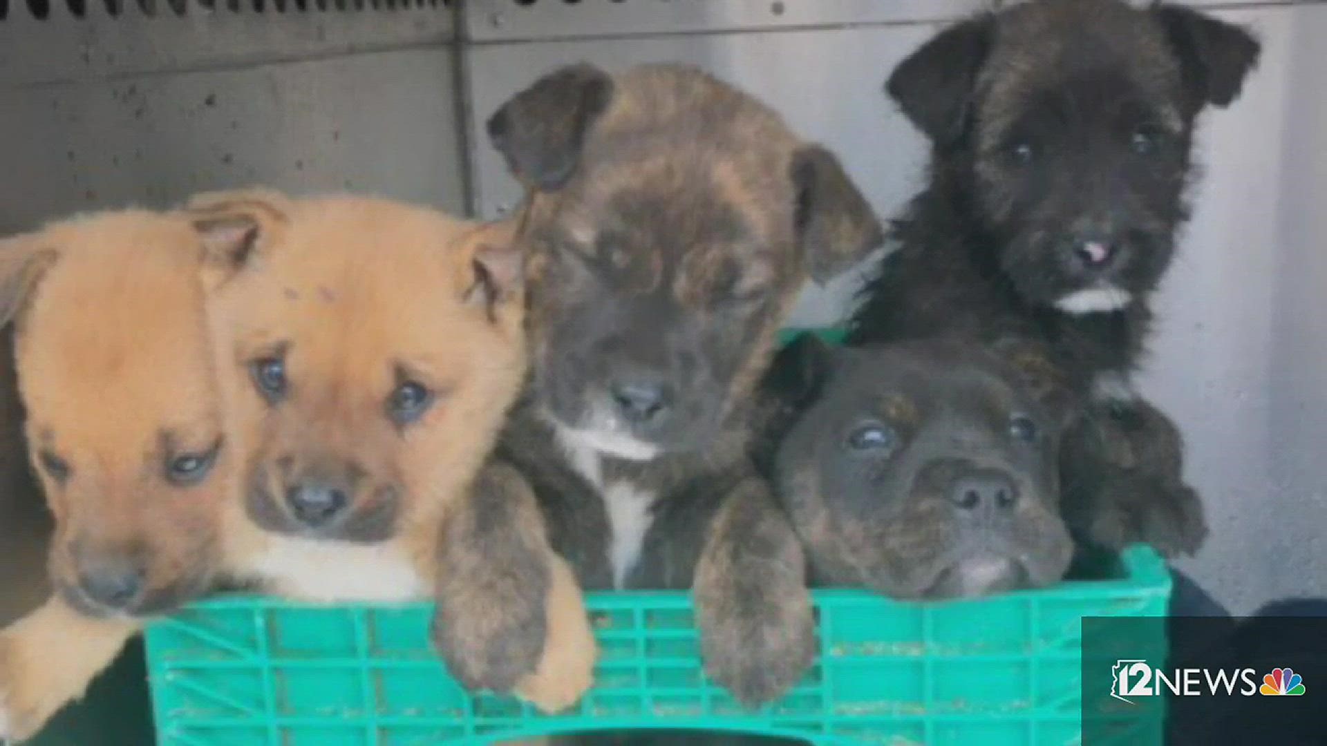 A crate of puppies was found in a Phoenix alley and will be available for adoption.