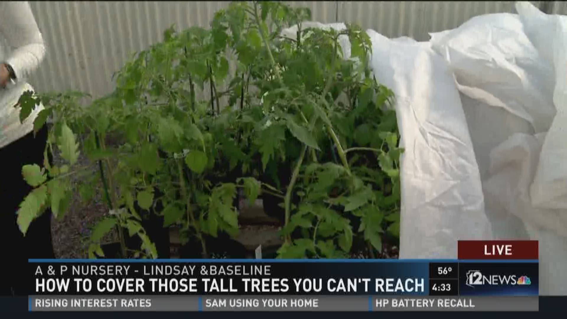 A & P Nursery in Gilbert offers advice on how to protect plants of all sizes once temps dip into freezing.