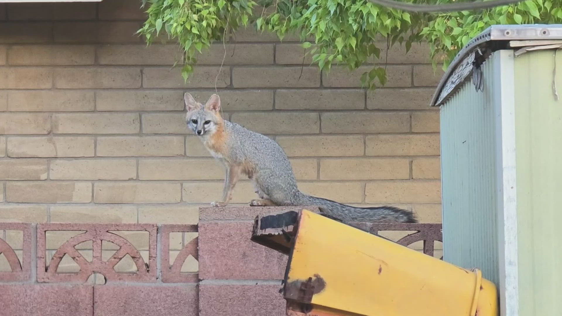 The Mesa woman has gone to great lengths to try to relocate the foxes.