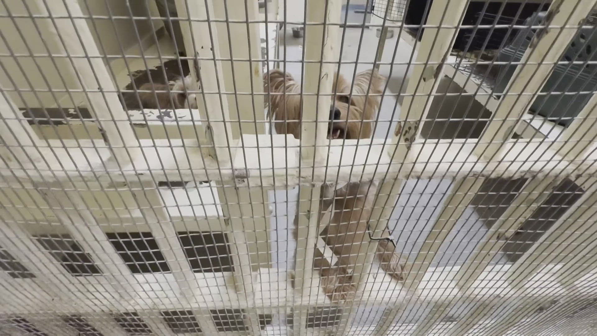 71 dogs were found in a Litchfield Park home. Detectives say the dogs were found in "deplorable" conditions.