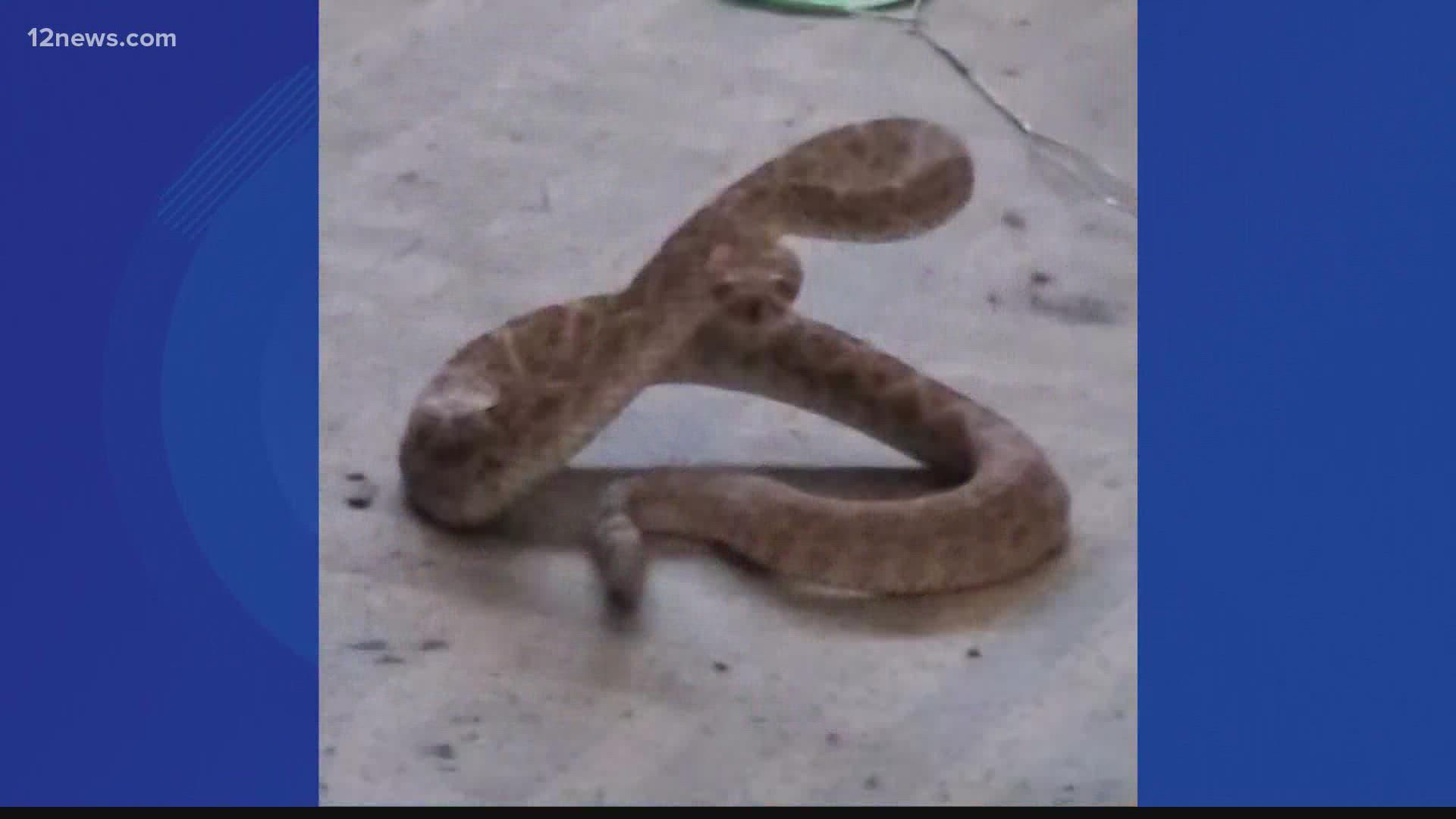 Warmer weather means the snakes are out and about. One Ahwatukee woman got the scare of a lifetime when a rattlesnake paid her an unexpected visit.