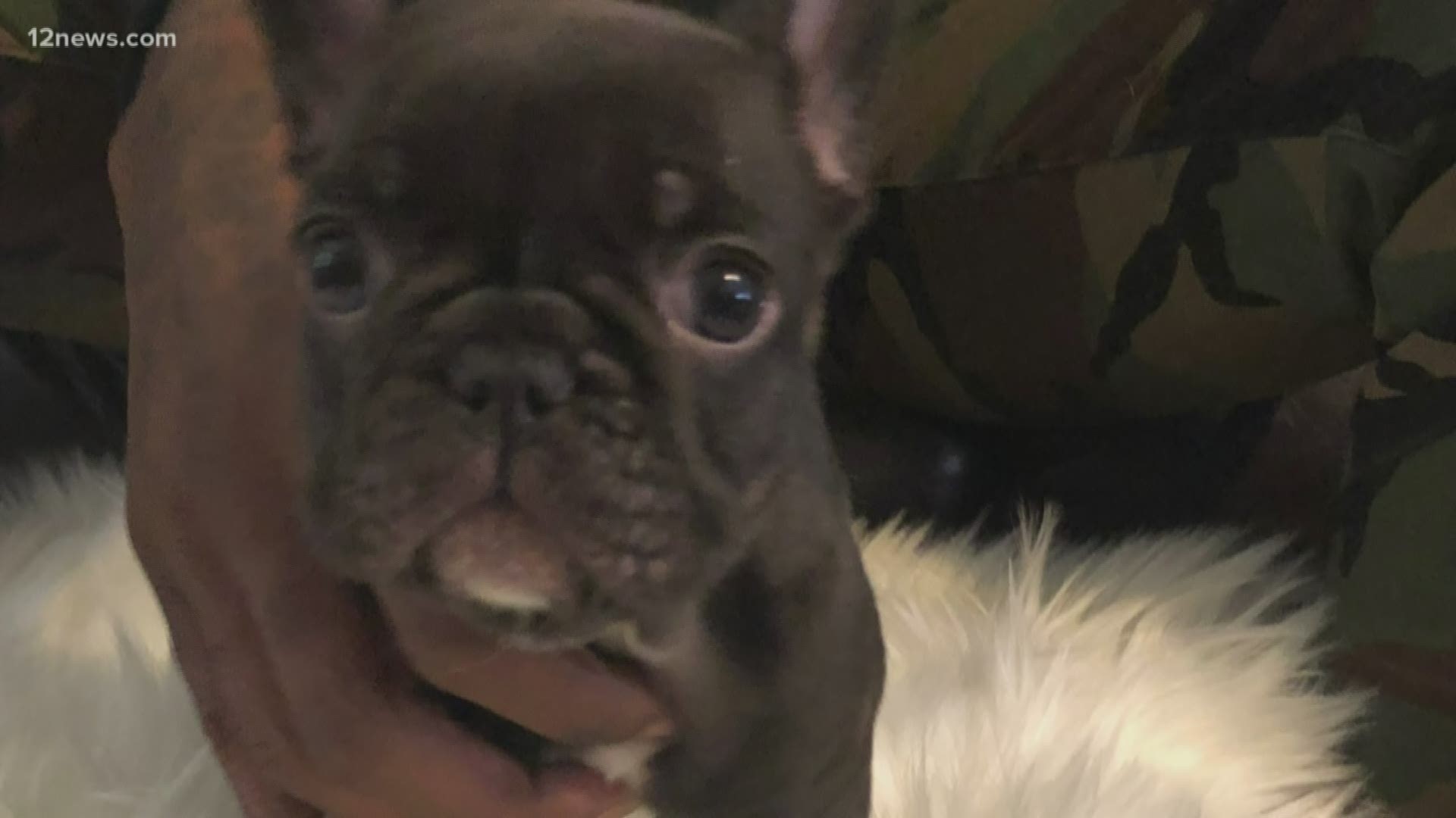 A woman is attempting to steal French bulldog puppies from breeders. The dogs sell for several thousand dollars. She did steal one puppy from a Peoria breeder.