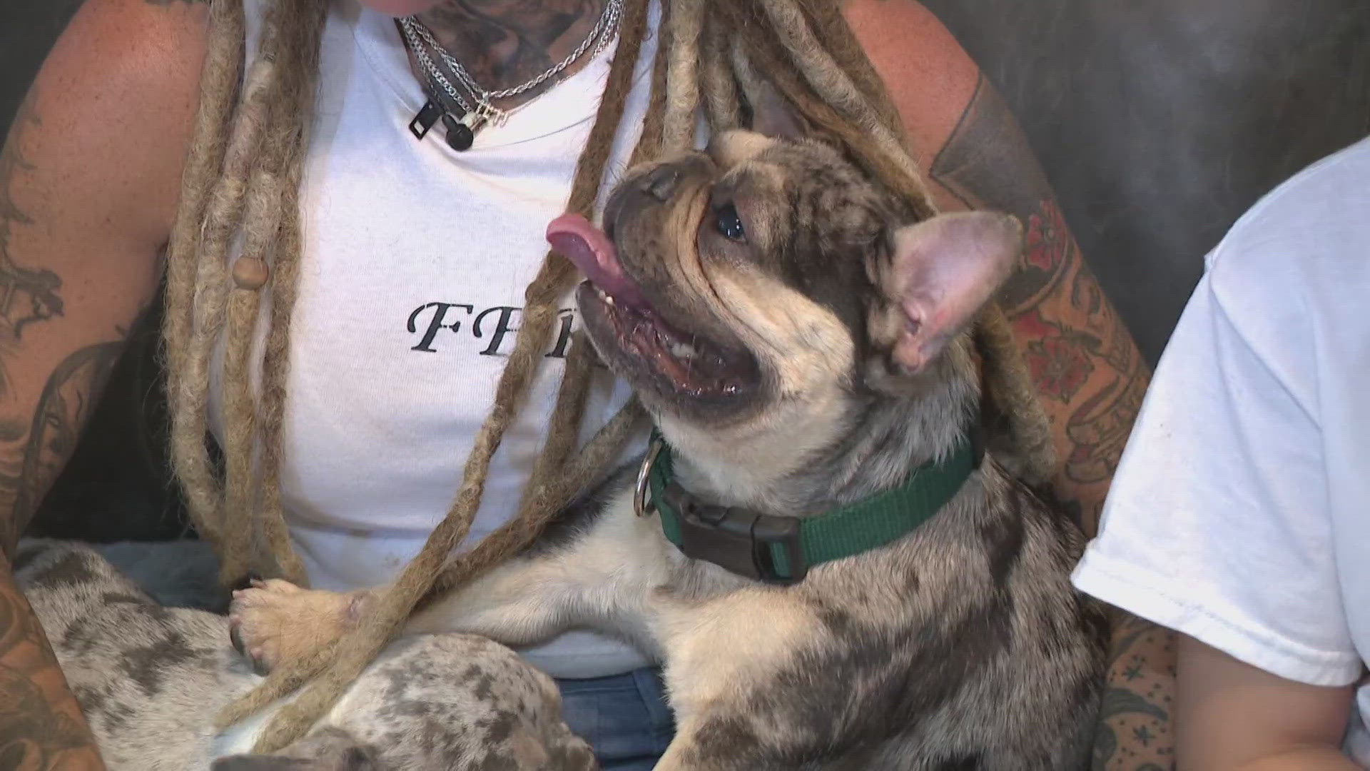 Some are asking for the restriction of French bulldog breeding. Hear from dog experts on what it takes to care for the breed.