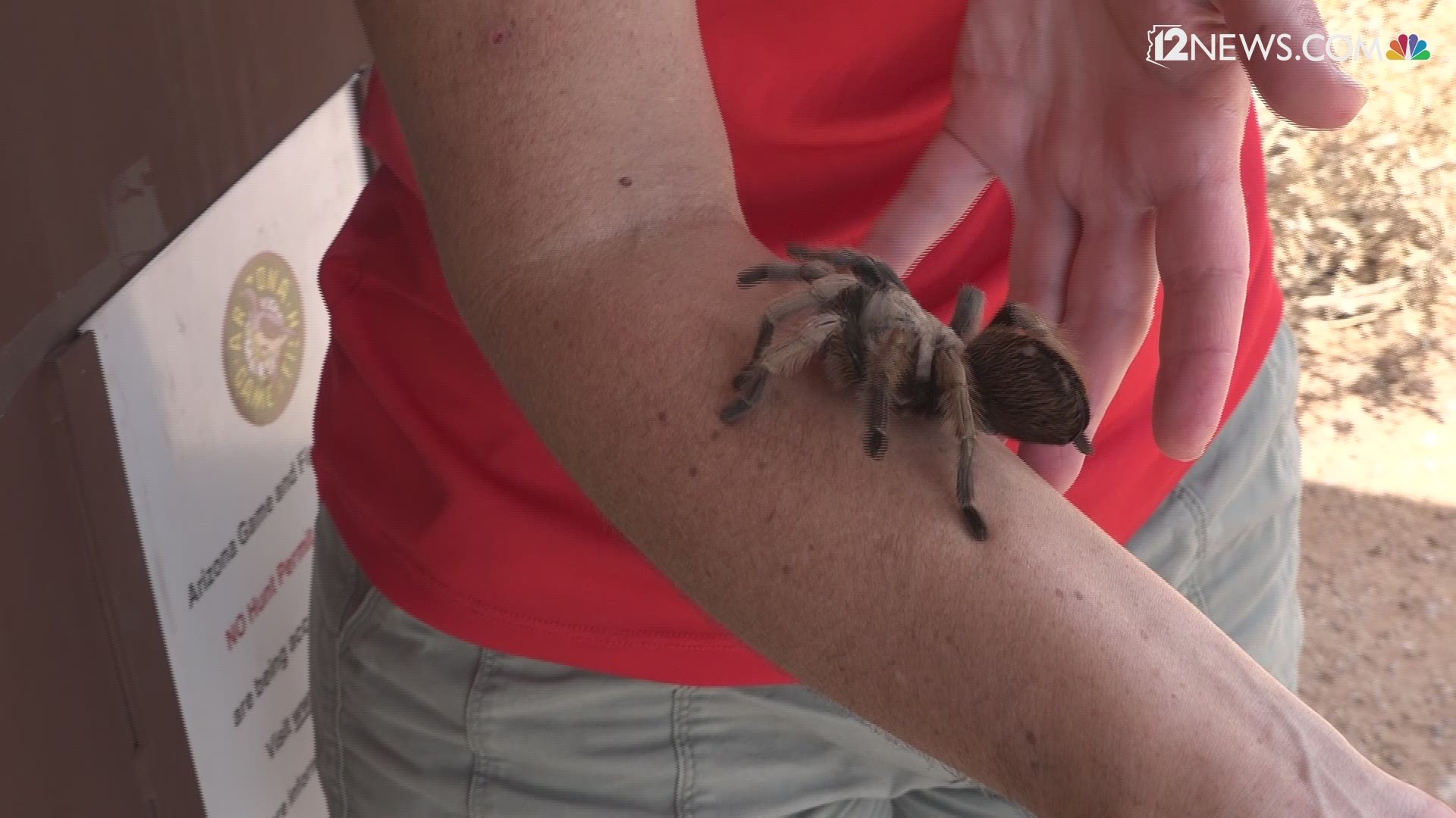 You might notice more tarantulas crawling around than usual after the recent monsoon activity. 12 News viewers shared pictures with us of tarantulas they saw after the storm. While it may have looked like some kind of invasion, you were actually witnessing a mating ritual.