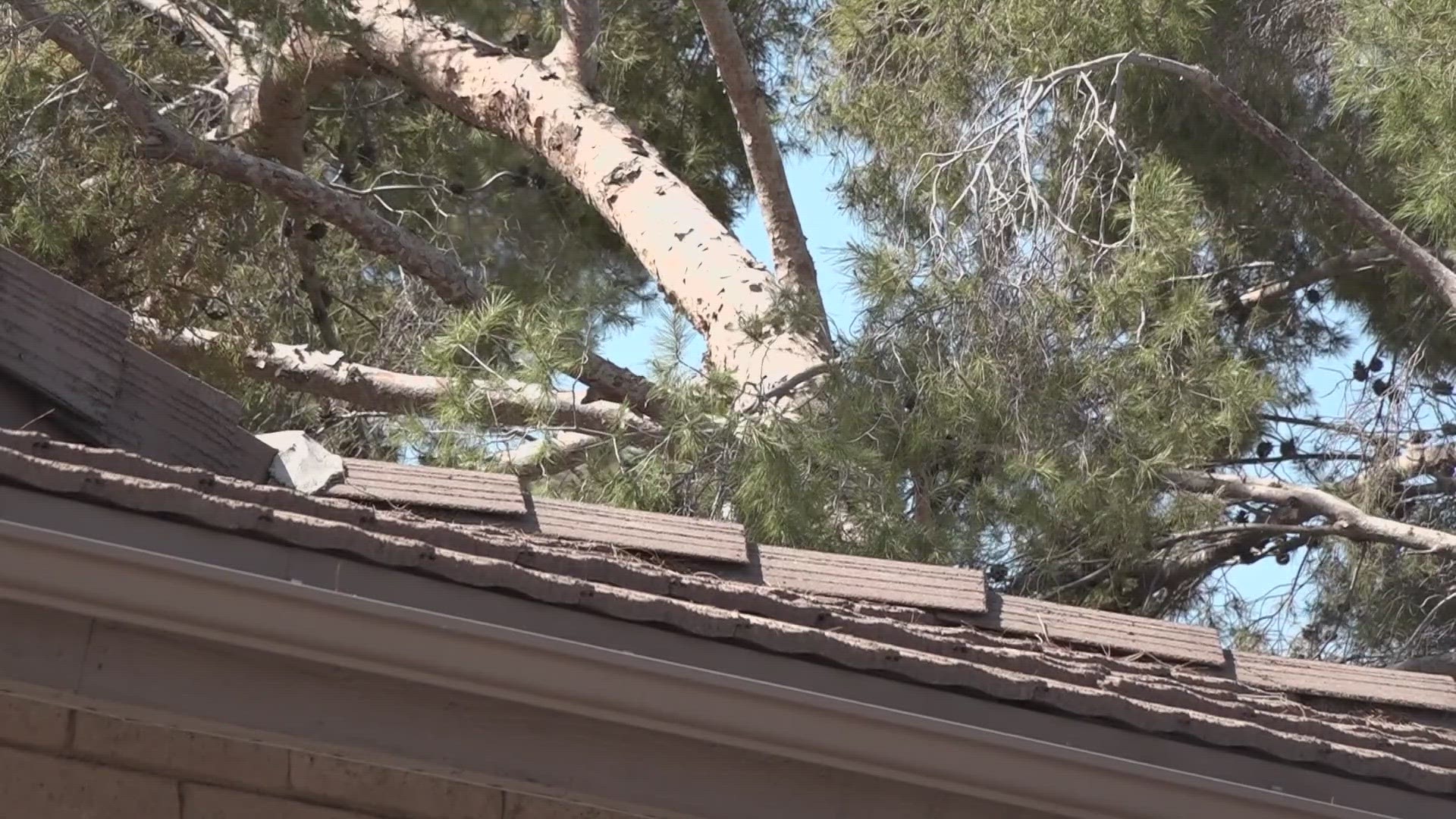 Several homes in Scottsdale suffered severe damage after strong winds knocked trees onto roofs.