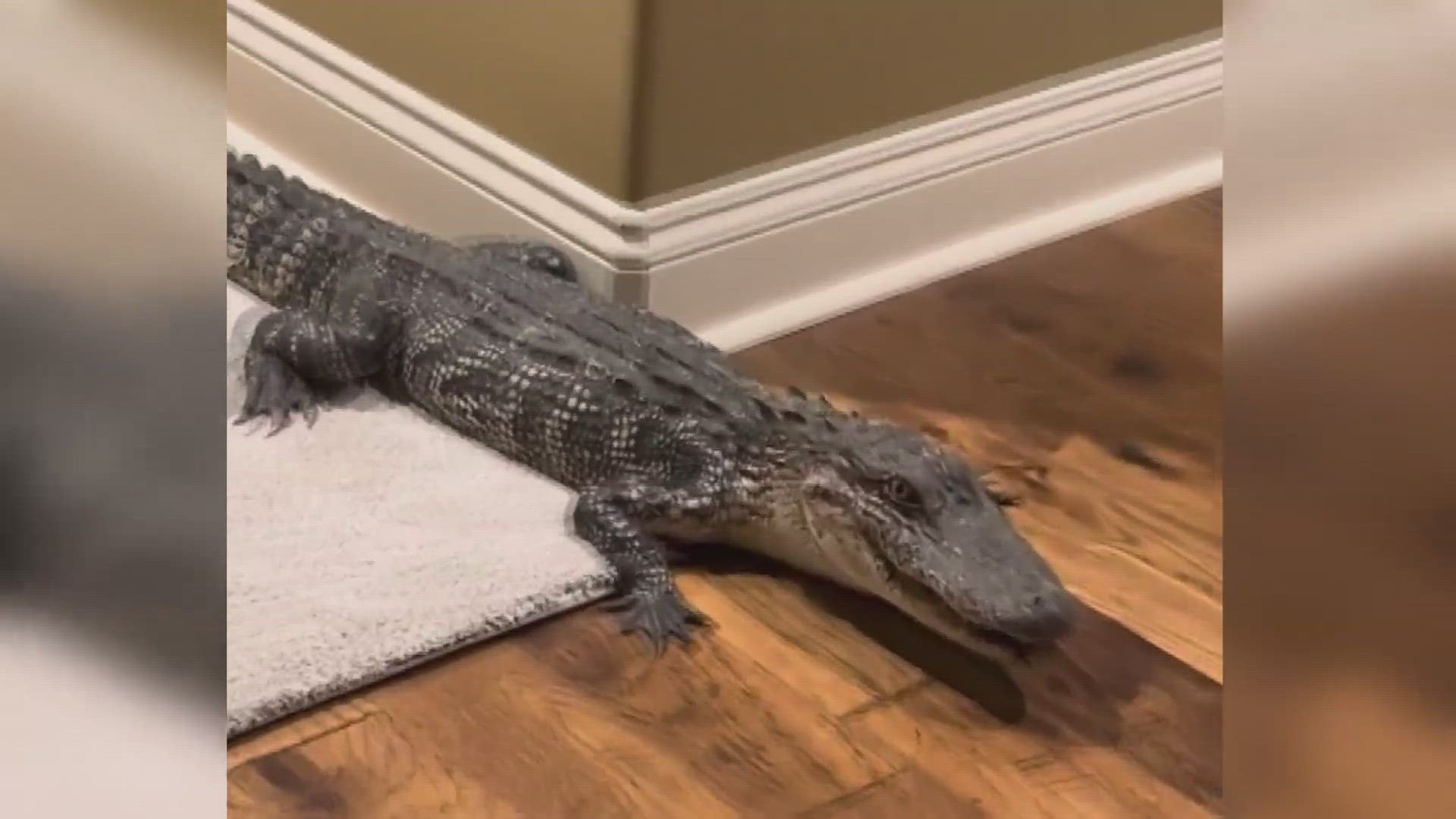 Don and Jan Schultz moved to Louisiana from Yuma in February. They recently got a surprise visit from an alligator.