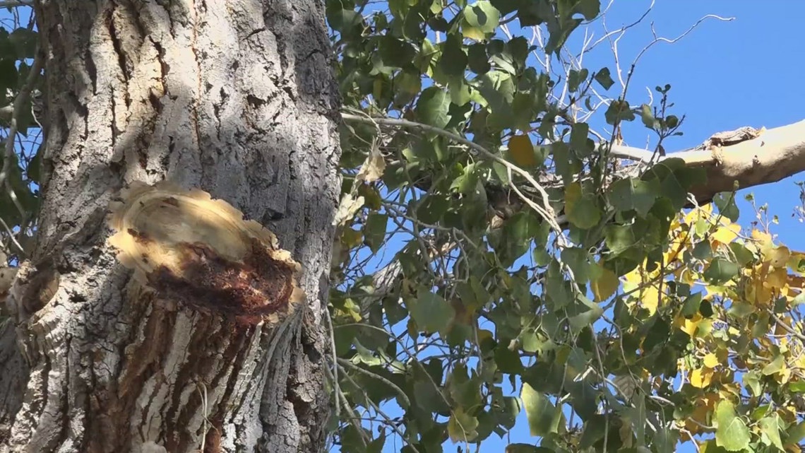 Trees able to cool themselves down even in extreme Arizona heat, research shows | 12news.com