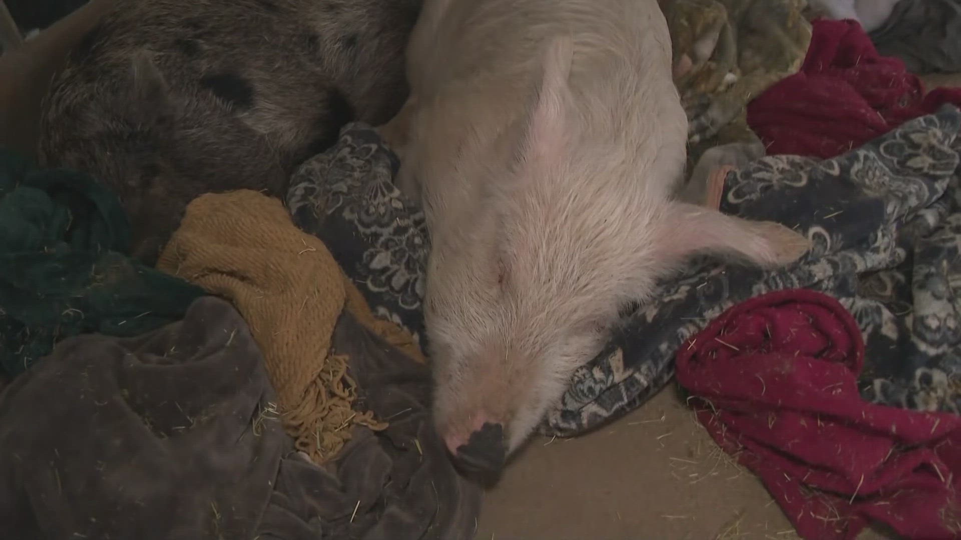 The rescue's mission is to rescue educated, rehabilitate and adopt potbelly pigs across the state.