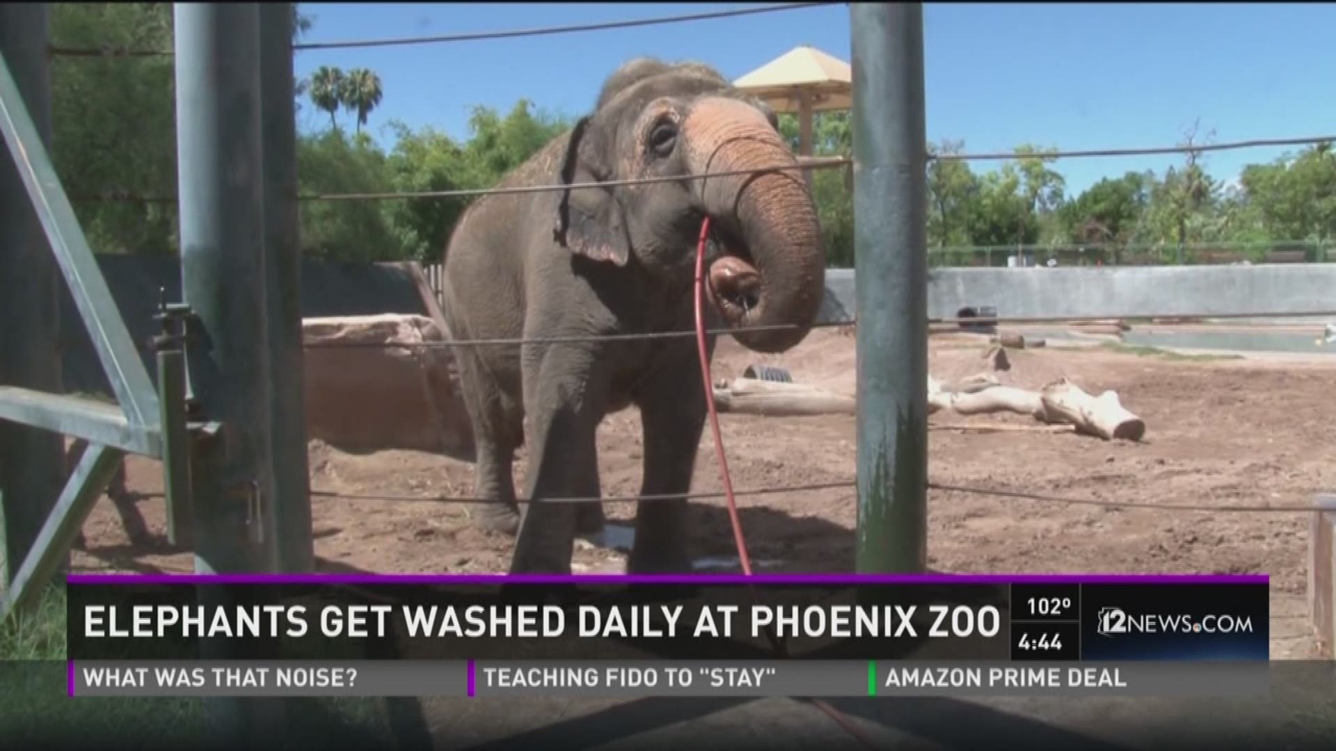 This weekend the Phoenix Zoo is appreciating their elephants.