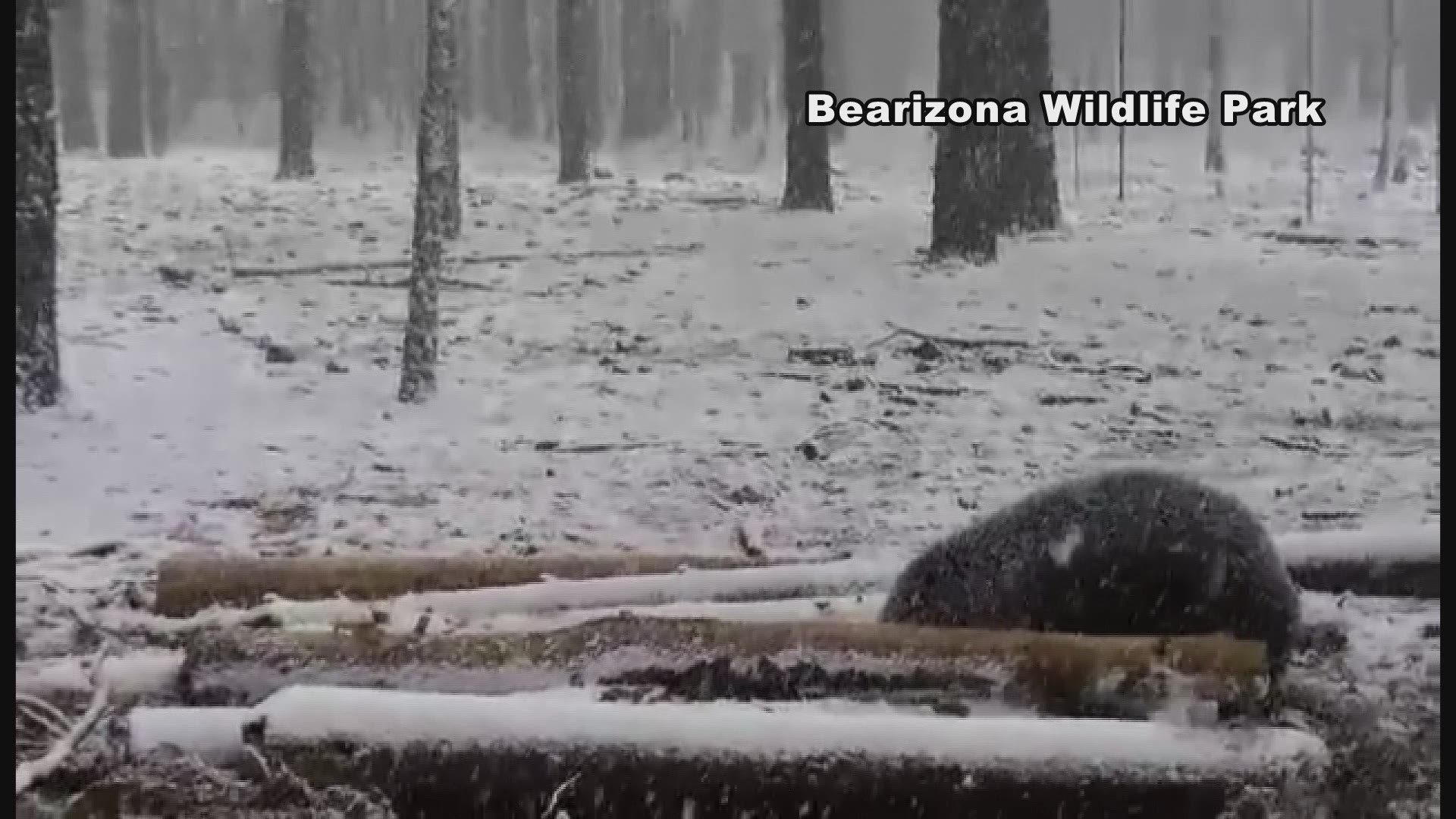 Animals at Bearizona enjoying snow