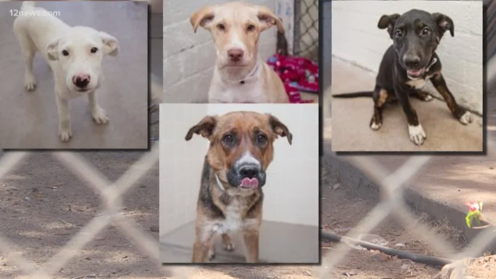 The dogs were taken into Arizona Humane Society custody after their owner, Ruby Marlow, was arrested Tuesday for animal abuse.