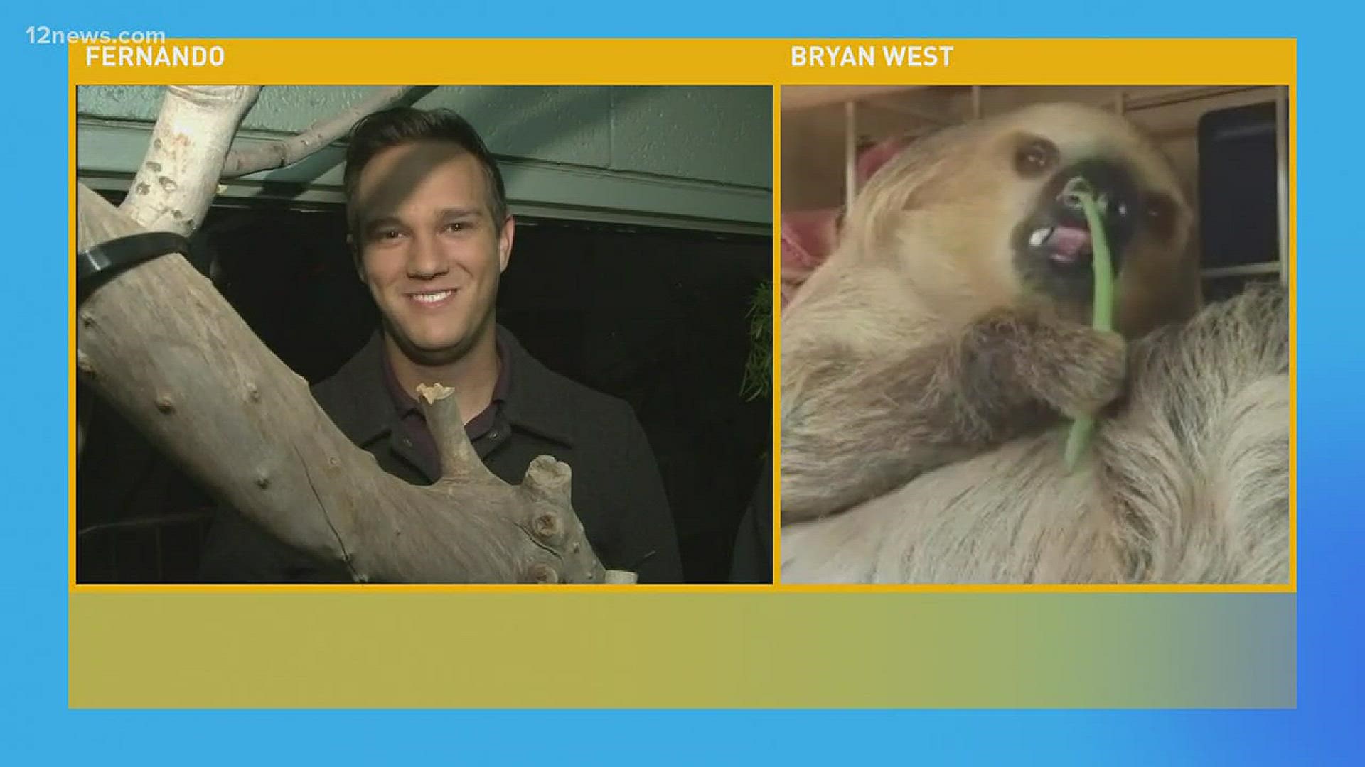 He is the first Linn's sloth to ever live at the zoo.