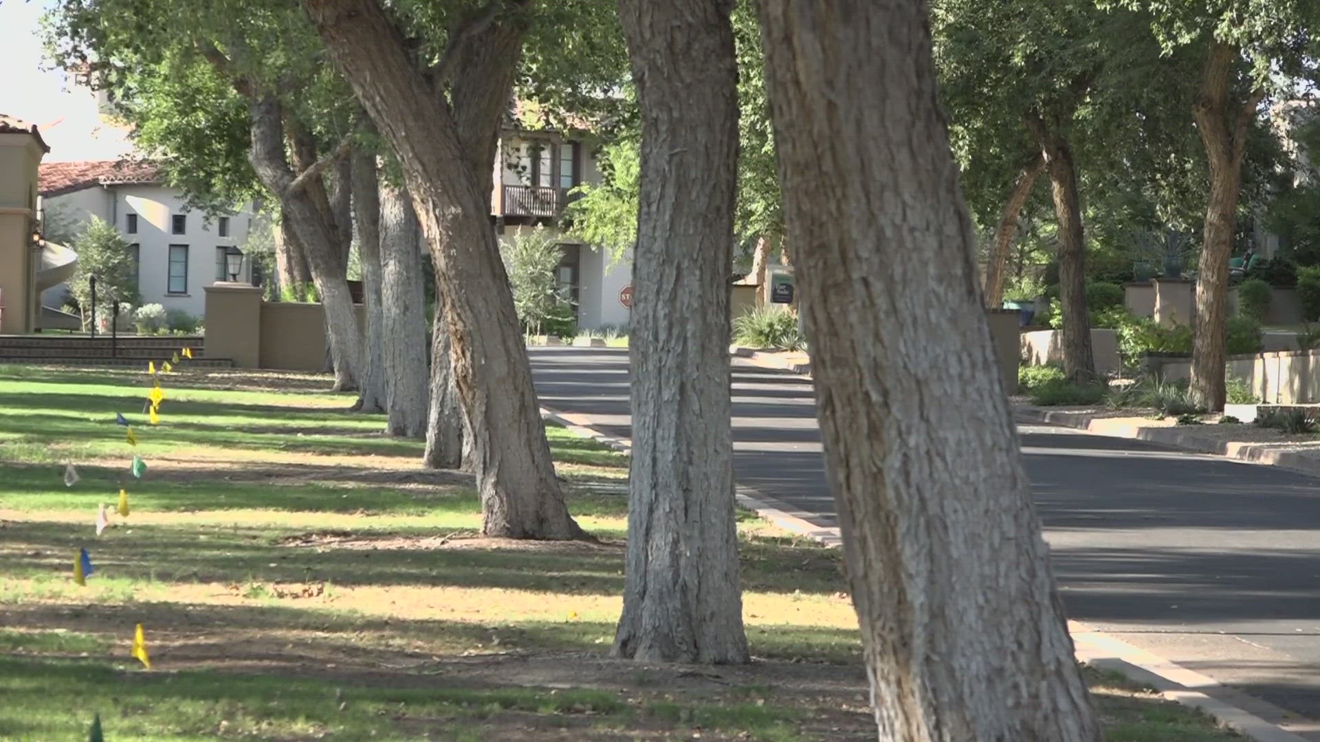 The Silverleaf Arcadia neighborhood is fighting it's HOA over trees they don't want to cut down.