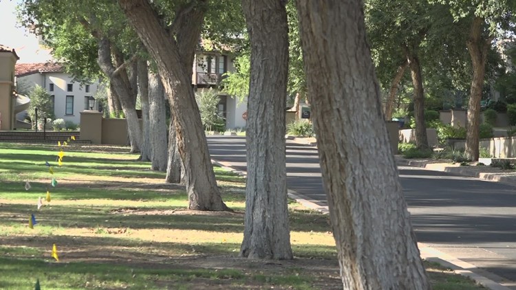 Scottsdale homeowners get restraining order against HOA to keep Sissoo trees in neighborhood