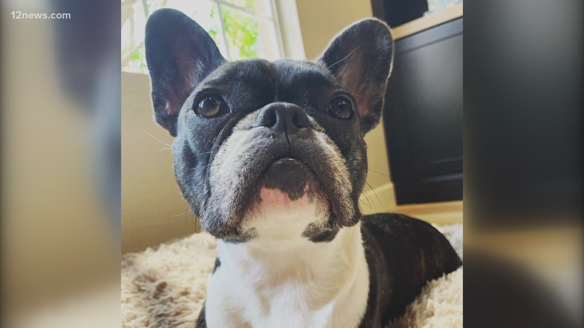 A Chandler family is still searching after their French bulldog got out. She's been missing for almost two months. They know Lilly is out there but don't know where.