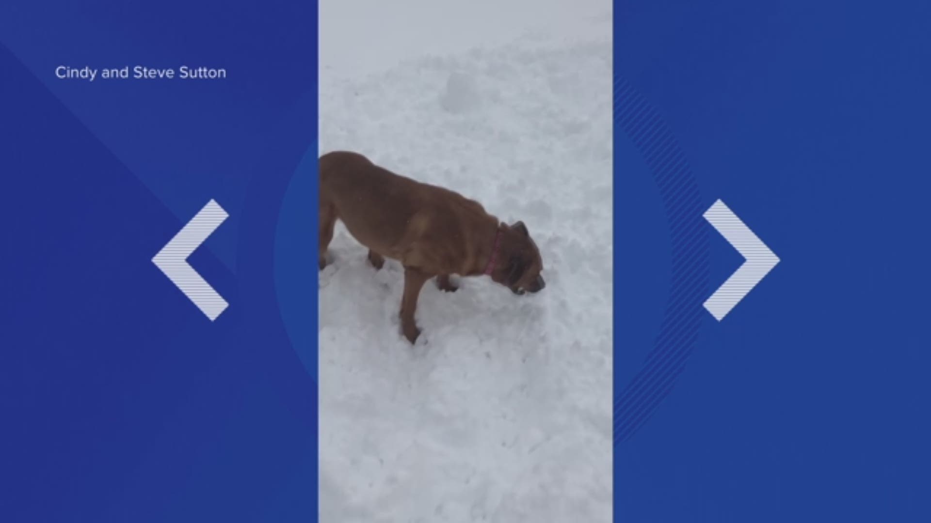 A dog catches a snowball during a winter storm in Arizona.